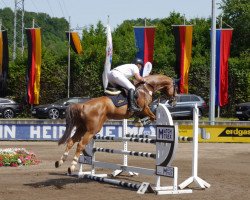 jumper Fu Balou (Oldenburg show jumper, 2016, from Furejev)