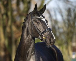 dressage horse Escanegro (Hannoveraner, 2019, from Escamillo)