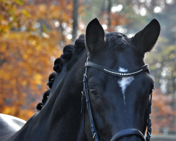 dressage horse Feenstein (Westphalian, 2016, from Future Dream)