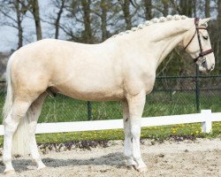 horse Ivan (KWPN (Royal Dutch Sporthorse), 2013, from McJonnas)