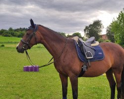 dressage horse Coco de Chanel D (Mecklenburg, 2006, from Continue)