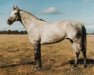 stallion Malak el Hawa xx (Thoroughbred, 1975, from Caro xx)