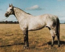 stallion Malak el Hawa xx (Thoroughbred, 1975, from Caro xx)