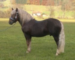 stallion Vabene (South German draft horse, 2006, from Valdano)