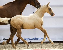 horse Mc Creamy van 't Heike (Belgium Sporthorse, 2019, from McJonnas)