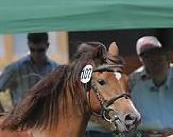 broodmare My Girl R (Welsh-Pony (Section B), 2009, from Cedrik)