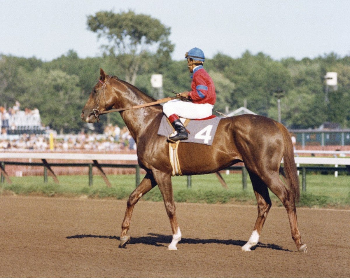 Deckhengst Alydar xx (Englisches Vollblut, 1975, von Raise A Native xx)