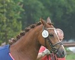 broodmare Celebration WE 2 (German Riding Pony, 2010, from Cedrik)