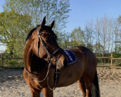 jumper Don Camillo 294 (Oldenburg show jumper, 2015, from Diarado)