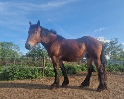 horse Annabell von Sandbeiendorf (Rhenish-German Cold-Blood, 2020, from Ascado)