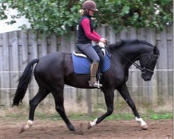 dressage horse Donner de Luxe (Rhinelander, 2009, from Dream Rubin)