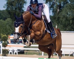 Springpferd Honey (Westfale, 2007, von Hornet Rose)