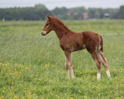 dressage horse Subido (Hanoverian, 2022, from Santos)