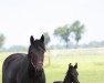 dressage horse Jamilah (Oldenburg, 2022, from Glock's Johnson Tn)