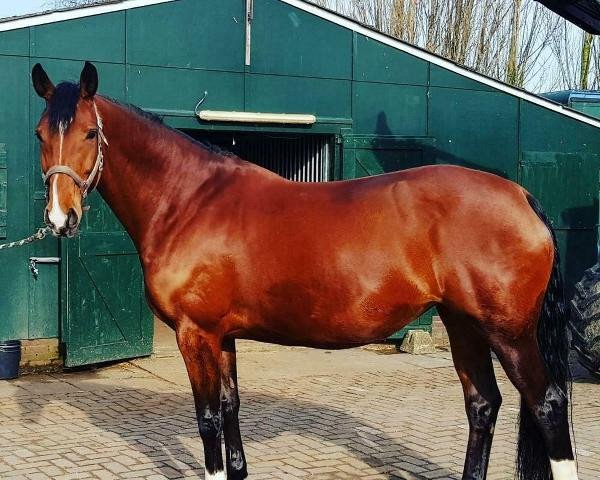 broodmare Gosiena Fuga (KWPN (Royal Dutch Sporthorse), 2011, from Charmeur)