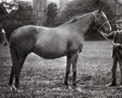 broodmare St. Marguerite xx (Thoroughbred, 1879, from Hermit xx)