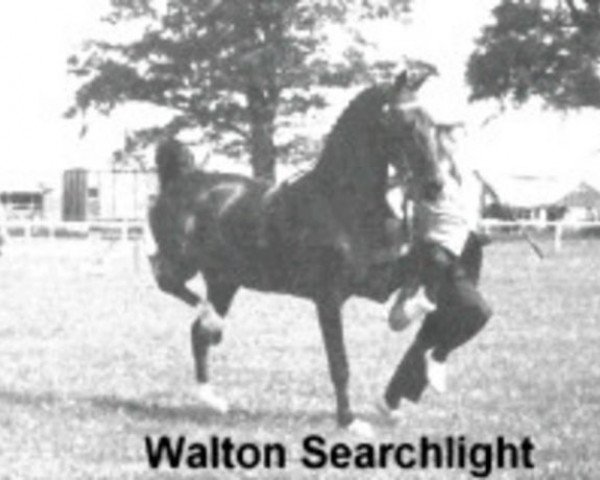 stallion Walton Searchlight (Hackney (horse/pony), 1950, from Kentmere Searchlight)