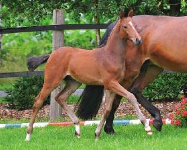 horse Little Stuart (Oldenburg show jumper, 2012, from Lux Z)