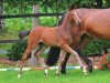 horse Little Stuart (Oldenburg show jumper, 2012, from Lux Z)