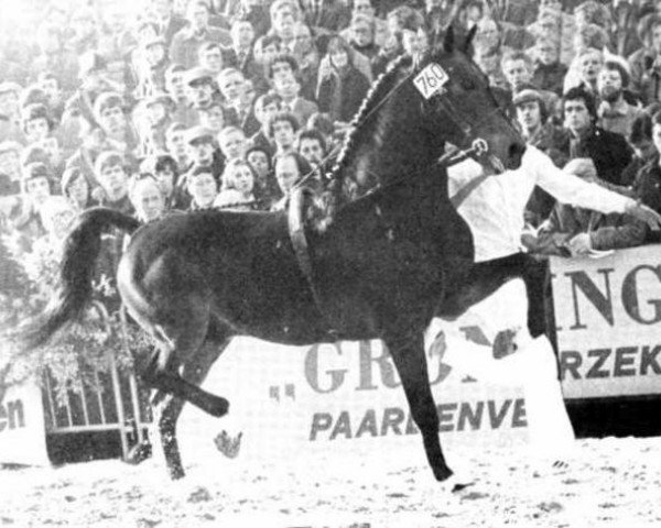 horse Cambridge Cole (Hackney (horse/pony), 1971, from Walton Searchlight)