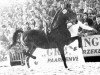 stallion Cambridge Cole (Hackney (horse/pony), 1971, from Walton Searchlight)
