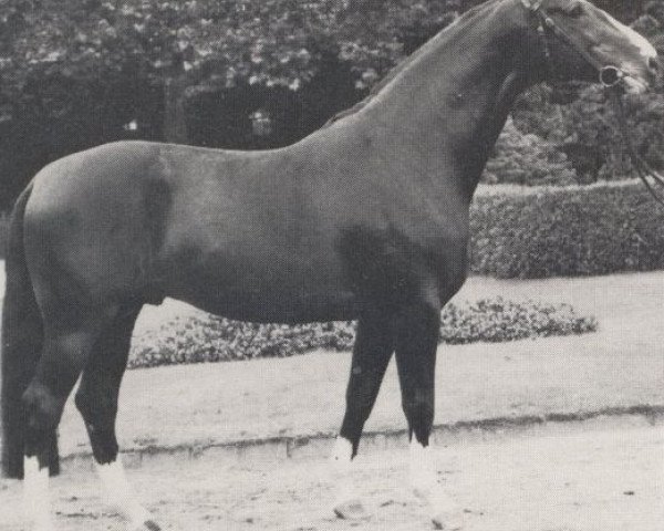 stallion Silvester (Westphalian, 1973, from Sioux)