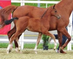 Springpferd Vogtei (Oldenburger, 2012, von Contendro I)