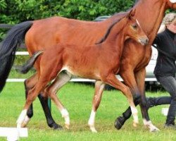 jumper Chariot of Fire (Oldenburg show jumper, 2012, from Caretino)