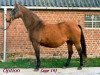 broodmare Option (Holsteiner, 1977, from Lord)