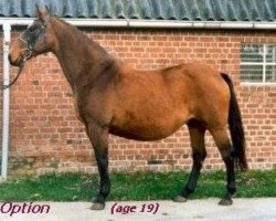 broodmare Option (Holsteiner, 1977, from Lord)