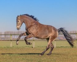 broodmare Iguazu Q (Nederlands Rijpaarden en Pony, 2013, from McJonnas)