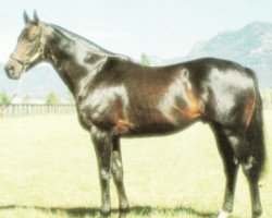 stallion Broad Reach xx (Thoroughbred, 1983, from Zephyr Bay xx)