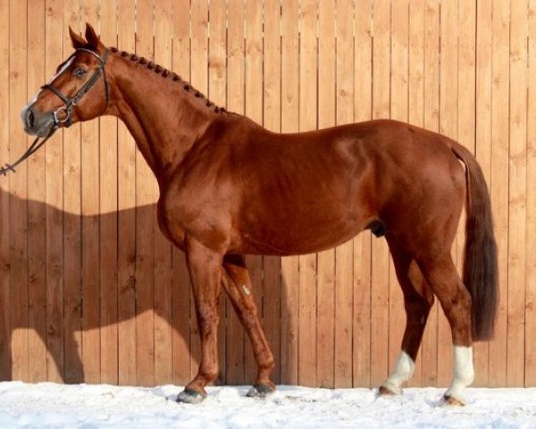 stallion Radegast (Hanoverian, 1991, from Raphael)
