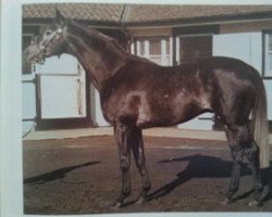 stallion Three Legs xx (Thoroughbred, 1972, from Petingo xx)