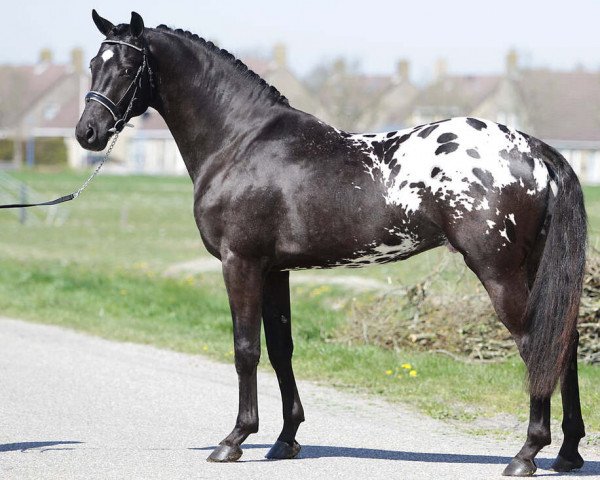 stallion Peru’s Argument (Appaloosa, 2016, from Peru's Armani)