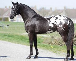 Deckhengst Peru’s Argument (Appaloosa, 2016, von Peru's Armani)