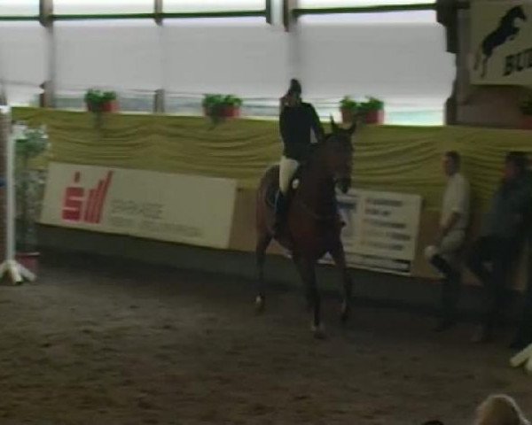 horse Escada 99 (Hanoverian, 1998, from Escudo I)