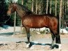 stallion Zenit (Oldenburg, 1981, from Zeus)