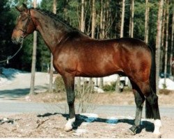 stallion Zenit (Oldenburg, 1981, from Zeus)