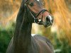 stallion Avec Coeur 6 (Hanoverian, 2003, from Acorado I)