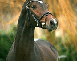 stallion Avec Coeur 6 (Hanoverian, 2003, from Acorado I)