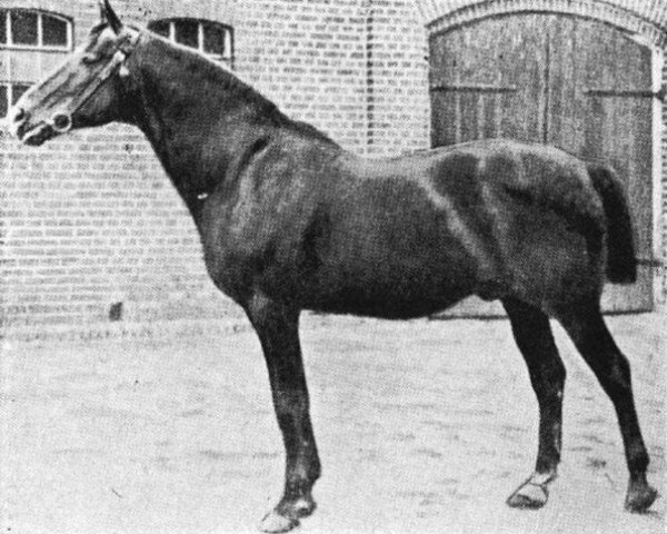 stallion Charm (Trakehner, 1902, from Obelisk)