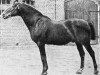 stallion Charm (Trakehner, 1902, from Obelisk)