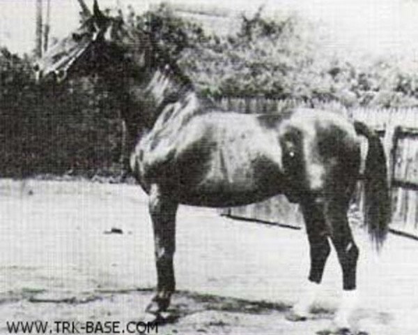 Pferd Fahnentraeger (Hannoveraner, 1917, von Charm)