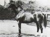 stallion Fahnentraeger (Trakehner, 1917, from Charm)