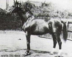 Deckhengst Fahnentraeger (Trakehner, 1917, von Charm)