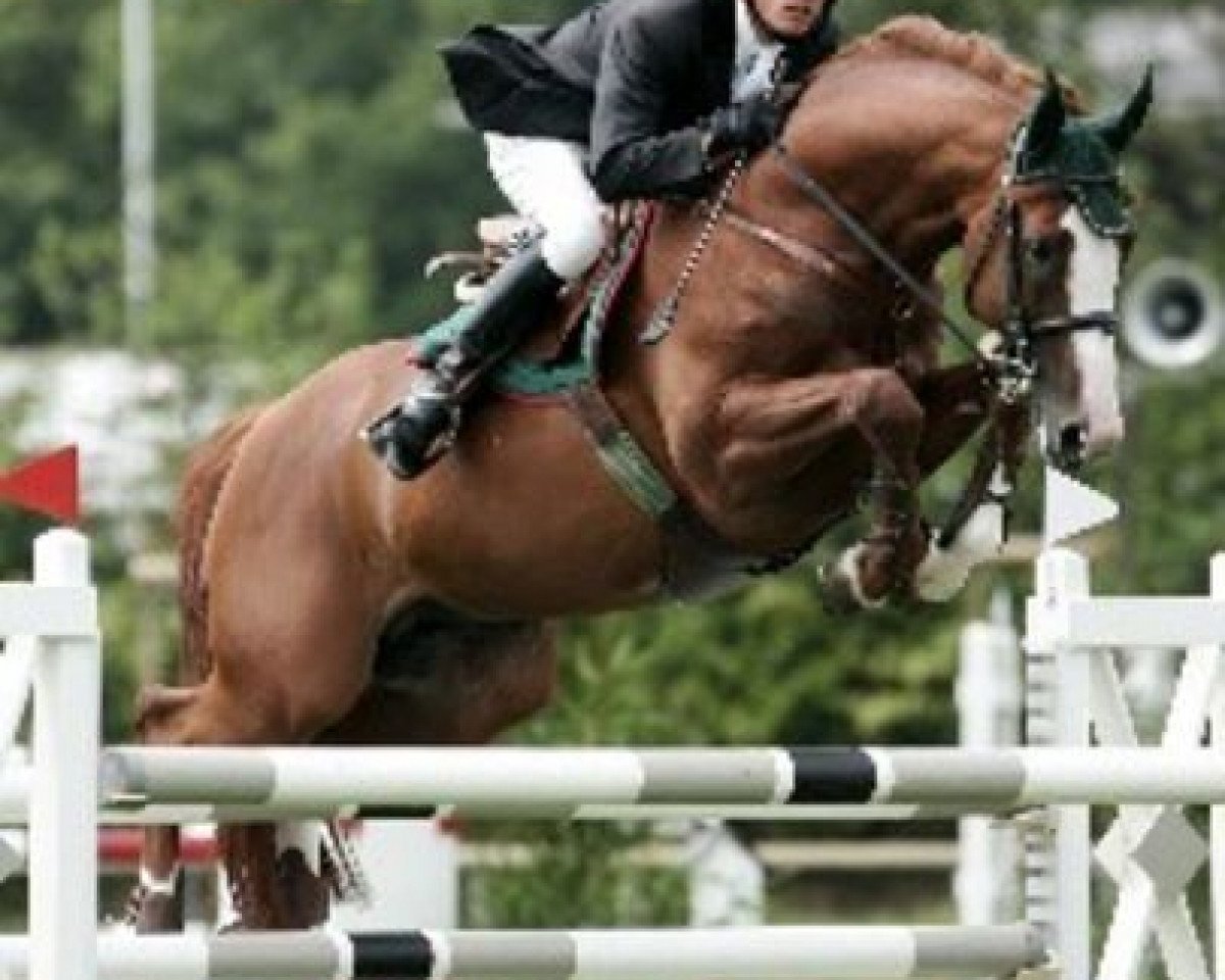 stallion Litas-Star (Hanoverian, 1998, from Laptop)
