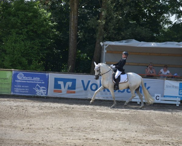 dressage horse Yesterday Dr (Pura Raza Espanola (PRE), 2007, from Quebranto IL)