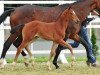 broodmare Zaubernuss (Oldenburg, 2012, from San Amour I)