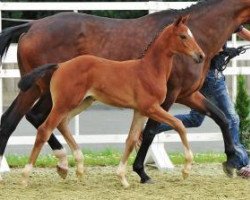 broodmare Zaubernuss (Oldenburg, 2012, from San Amour I)